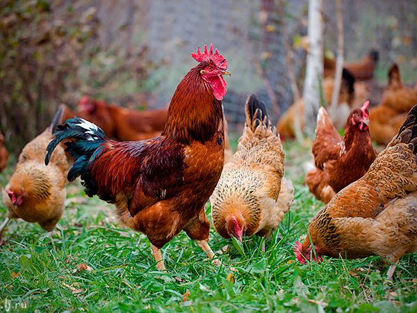 Породы куриц | ЗооТом - продажа, вязка и услуги для животных в Среднеколымске