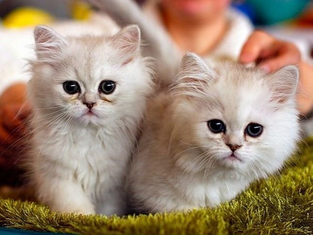 Породы кошек в Среднеколымске | ЗооТом портал о животных