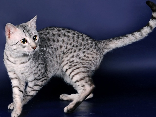 Породы кошек в Среднеколымске | ЗооТом портал о животных