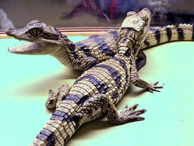 Все о крокодилах в Среднеколымске | ЗооТом портал о животных