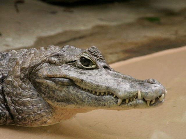Все о крокодилах в Среднеколымске | ЗооТом портал о животных
