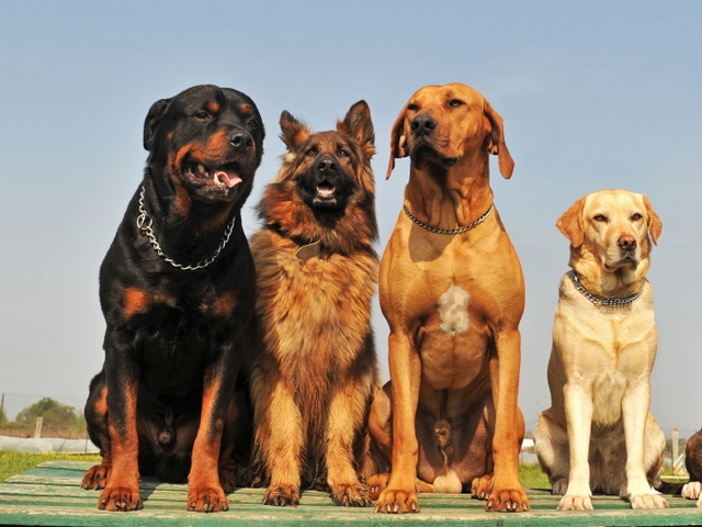 Крупные породы собак в Среднеколымске | ЗооТом портал о животных